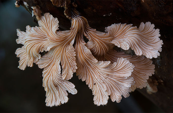 The Magical World Of Australian Mushrooms By Steve Axford