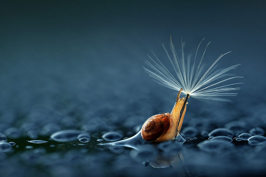 Dandelion Seed Umbrella