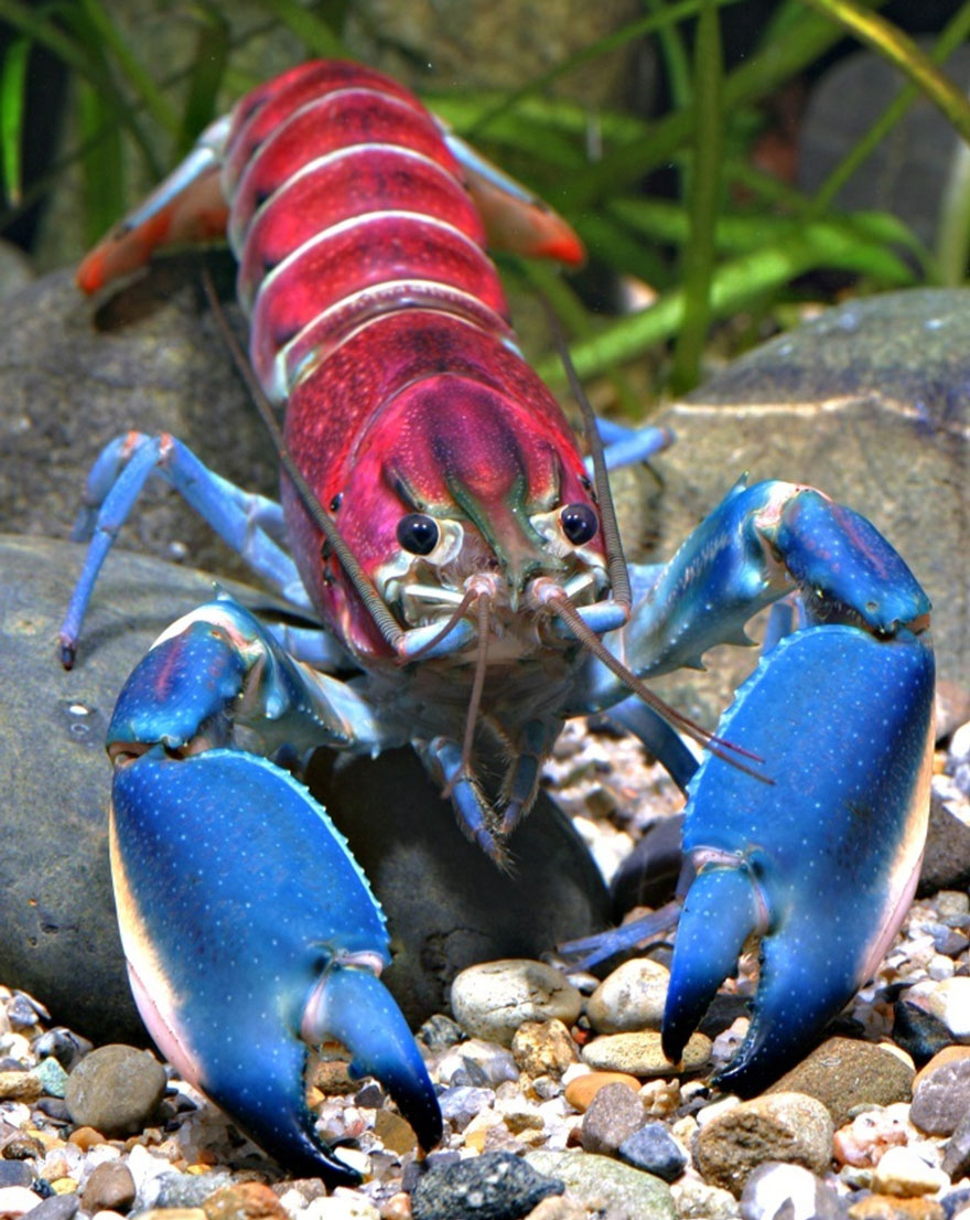 new-crayfish-species-discovered-cherax-pulcher-christian-lukhaup-indonesia-1