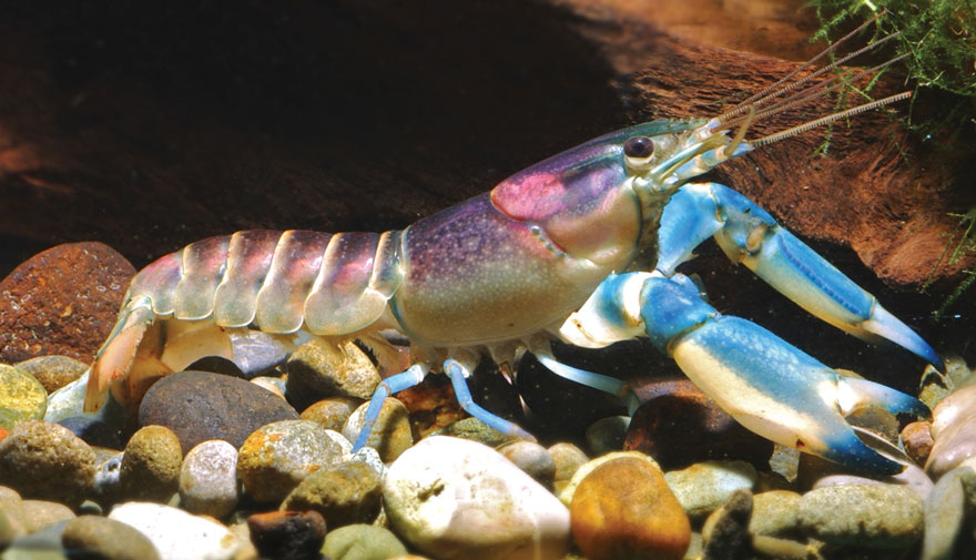 New 'Galaxy' Crayfish Discovered In Indonesia Has A Nebula On Its Shell