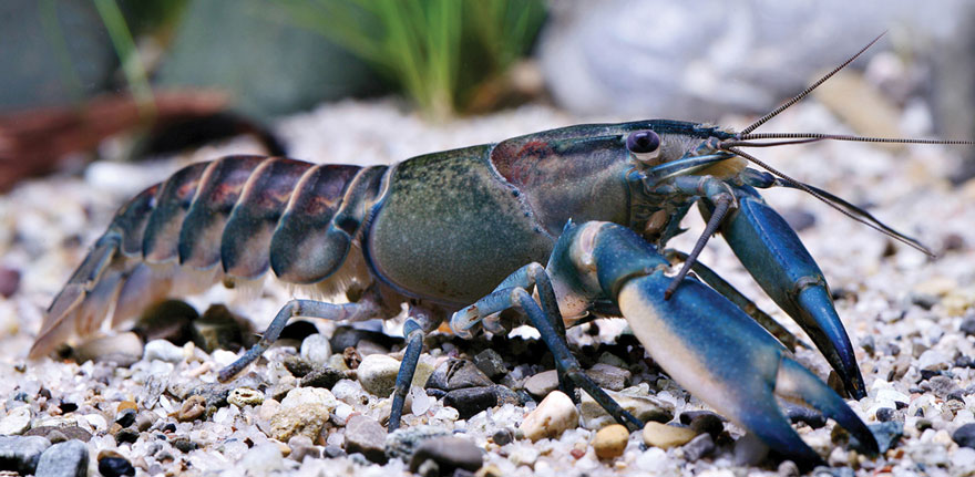 new-crayfish-species-discovered-cherax-pulcher-christian-lukhaup-indonesia-3