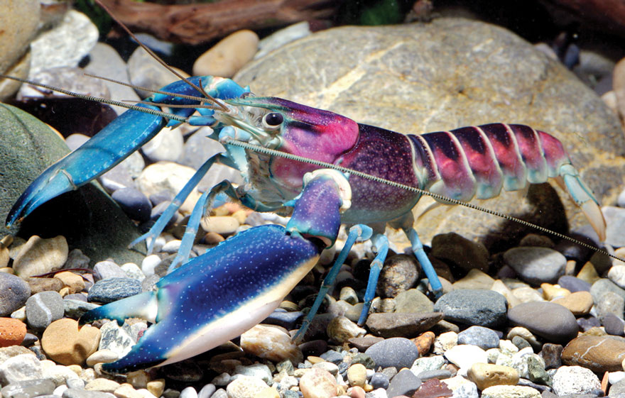 New 'Galaxy' Crayfish Discovered In Indonesia Has A Nebula On Its Shell
