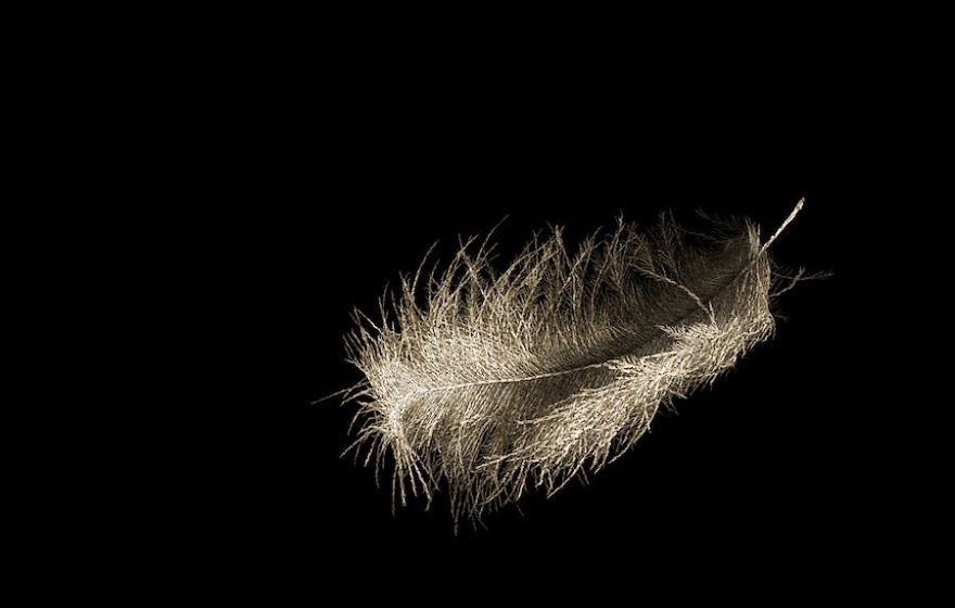 Artist Crafts Delicate Feathers Made From Thousands Of Interwoven Nude Bodies