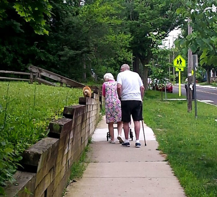 Elderly couple walking on a sidewalk, enjoying a stroll together with canes and walker.