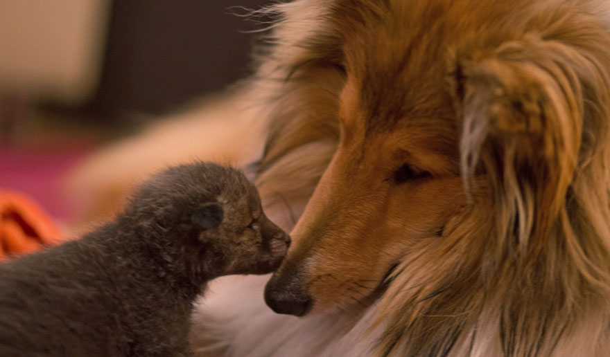 Dog Adopts A Baby Fox After His Mom Died In A Car Accident