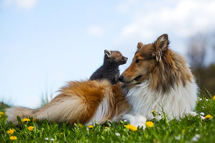 Dog Adopts A Baby Fox After His Mom Died In A Car Accident