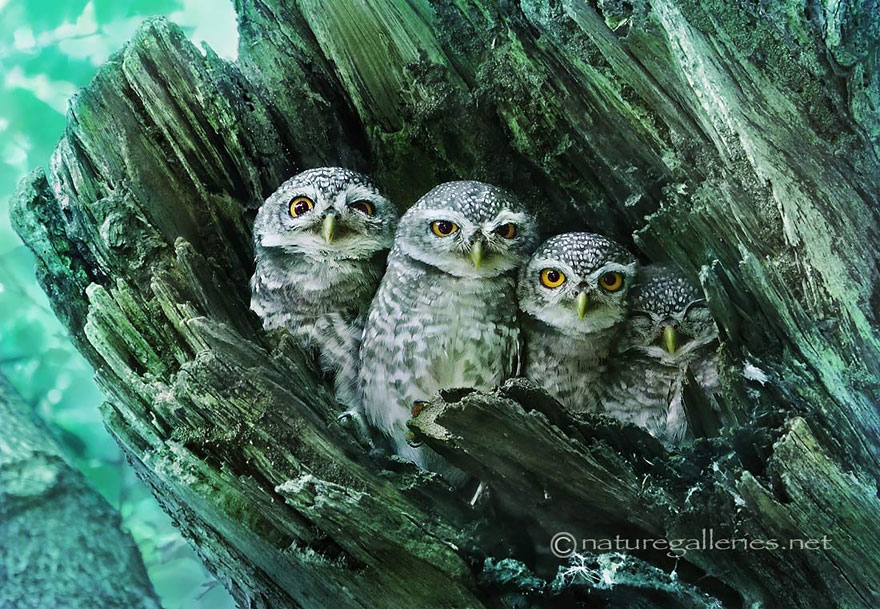 Adorable Owl Photos Captured By Thai Photographer Sasi