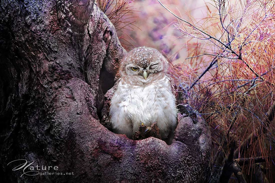 owl-photography-sasi-smit-4