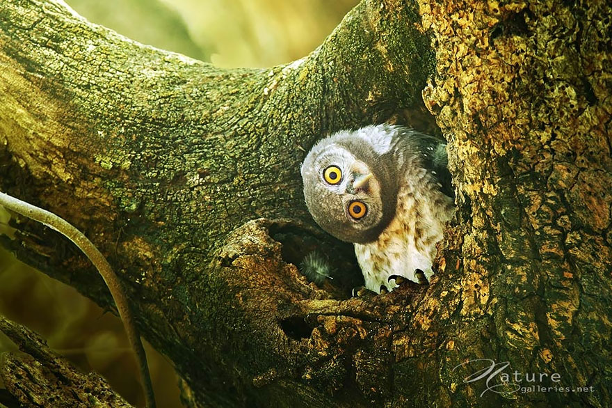 owl-photography-sasi-smit-5