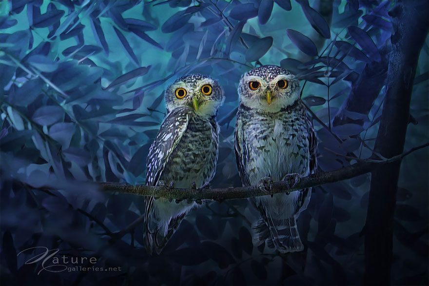 owl-photography-sasi-smit-6