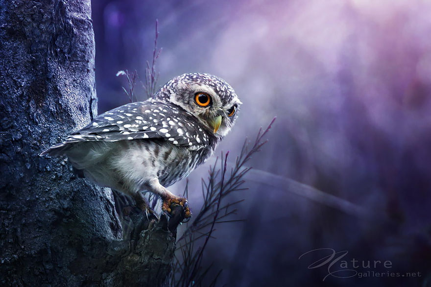 owl-photography-sasi-smit-8
