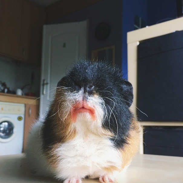 Post-strawberry Guinea Pig