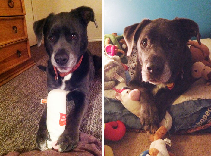 A Year Ago Today I Met My Best Friend, And He Got His First Toy