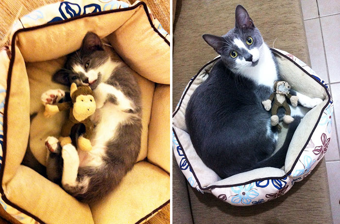 The Difference A Year And A Half Makes, For Both My Cat And His Toy Monkey