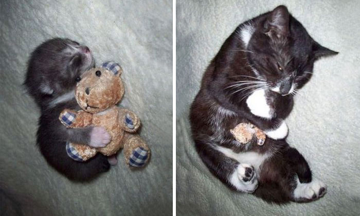 73 Before-And-After Photos Of Pets Growing Up With Their Toys