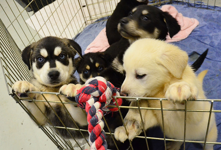 University Creates 'Puppy Room' To Help Stressed-Out Students