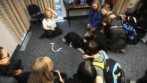 University Creates 'Puppy Room' To Help Stressed-Out Students