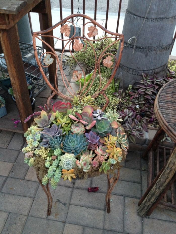 Succulent Garden On A Chair