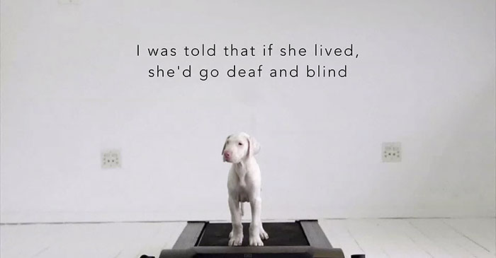 Time-Lapse Of My Rescued Puppy Growing Up On A Treadmill