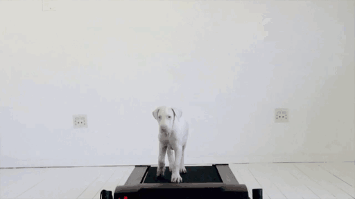 Time-Lapse Of My Rescued Puppy Growing Up On A Treadmill
