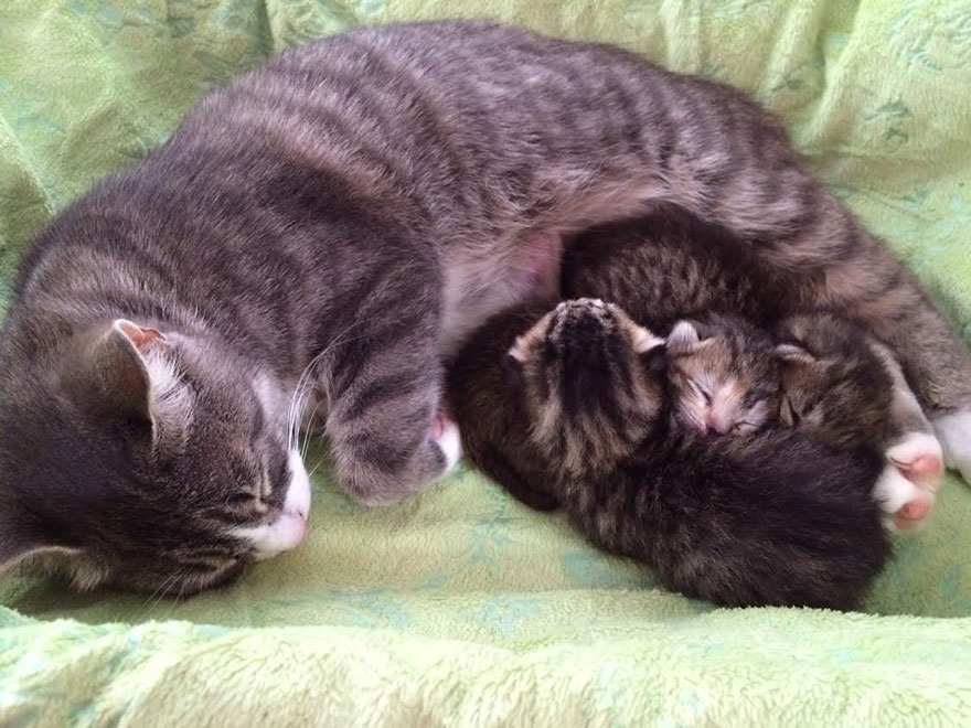 Momma Cat Who Lost Her 3 Kittens United With 3 Abandoned Kittens Who Needed A New Mom