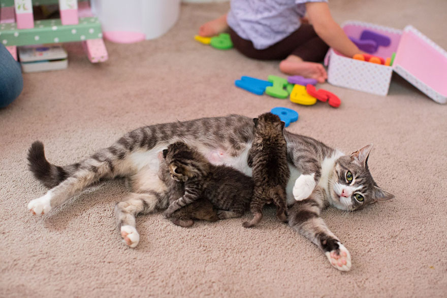Momma Cat Who Lost Her 3 Kittens United With 3 Abandoned Kittens Who Needed A New Mom
