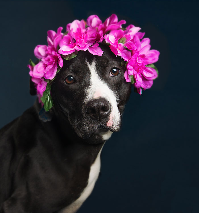 Beautiful Shelter Dogs’ Portraits Reveal Their Personalities