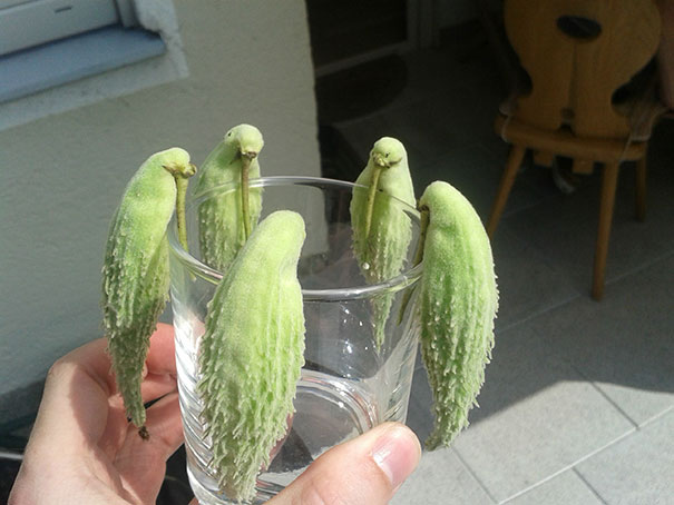 These Fuits Look Like Parrots