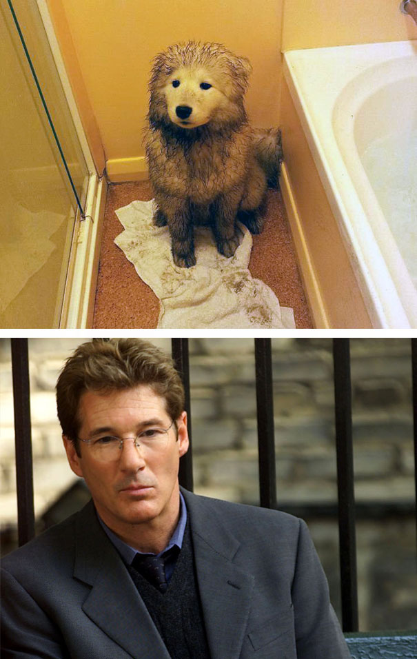 This Dog And Richard Gere