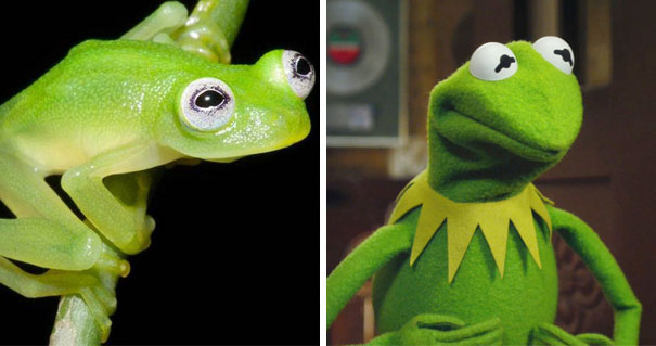 Diane’s Bare-hearted Glassfrog Looks Like Kermit The Frog