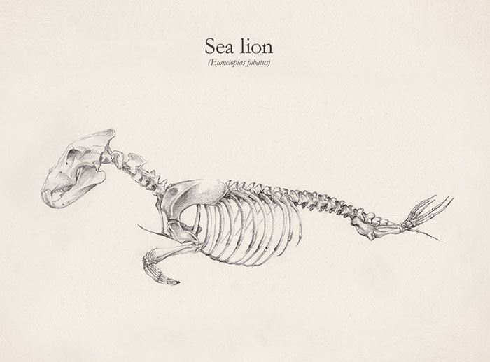 Skeletons Of Animals Created By Combining Different Creatures