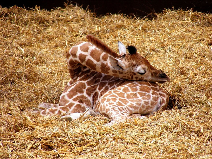 Snoozing Giraffe
