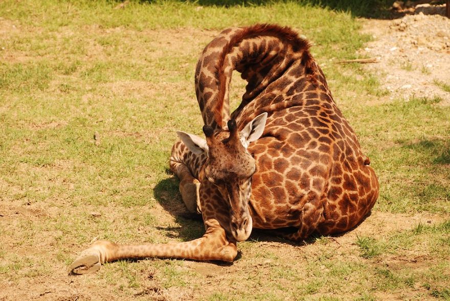 Sleeping Giraffe