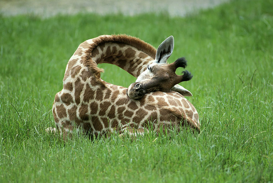 Pretzel Giraffe