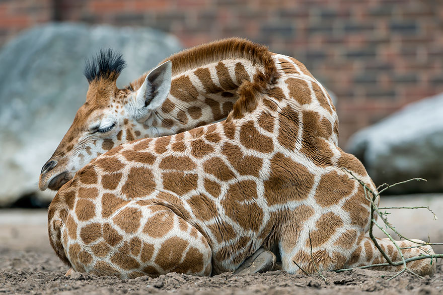 Folded Giraffe