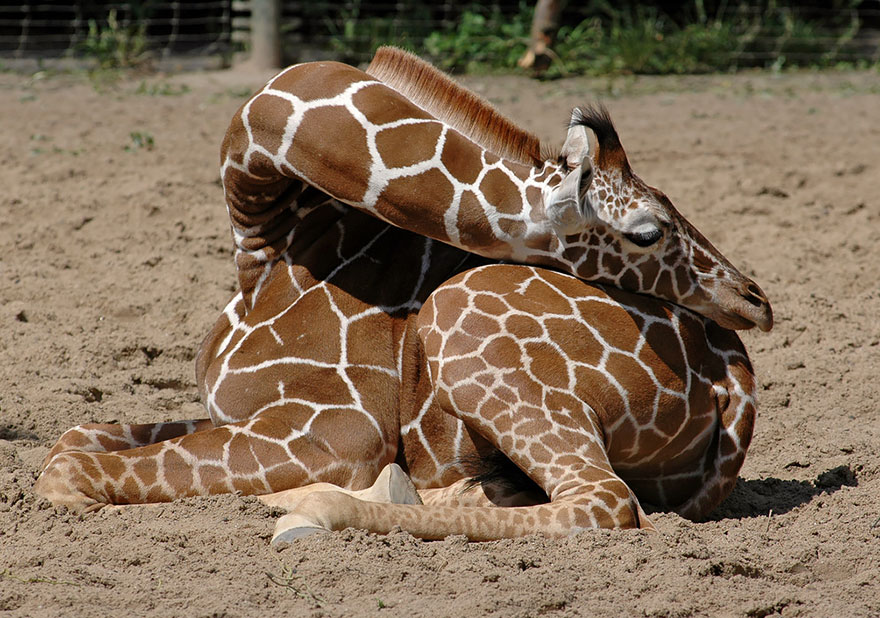 Resting Giraffe