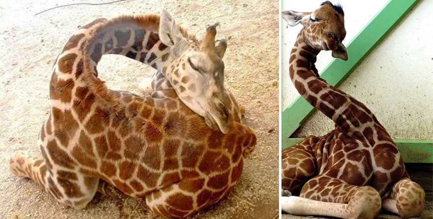 Sleeping Baby Giraffes