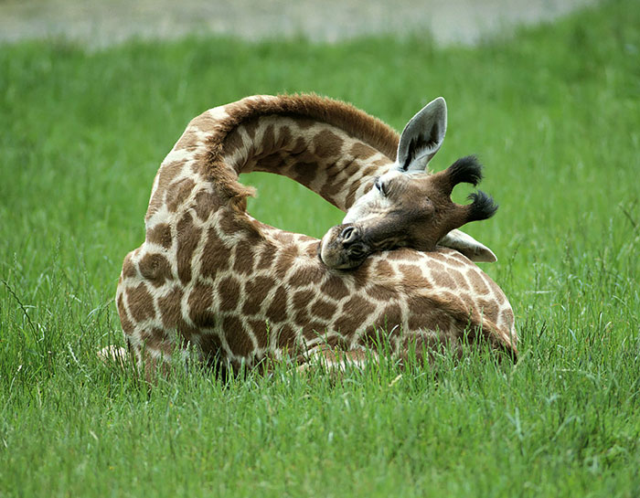 13 Pics Of How Giraffes Sleep, In Case You Didn’t Know