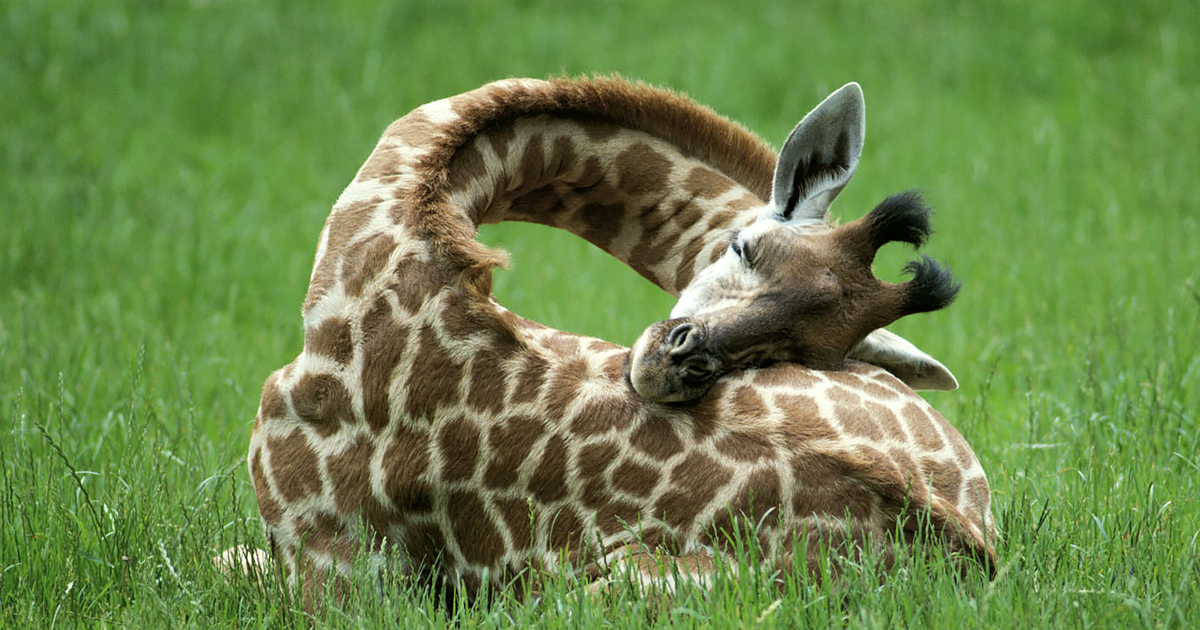 This Is How Giraffes Sleep (13 pics) | Bored Panda