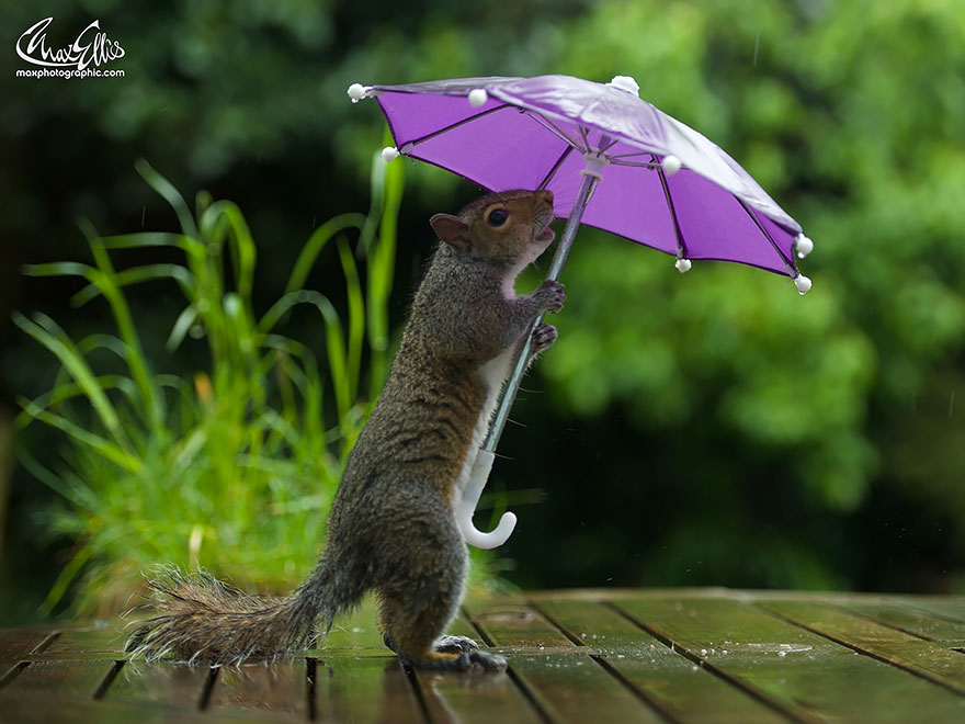 Photographer Gives Squirrel A Tiny Umbrella To Protect Itself From Rain