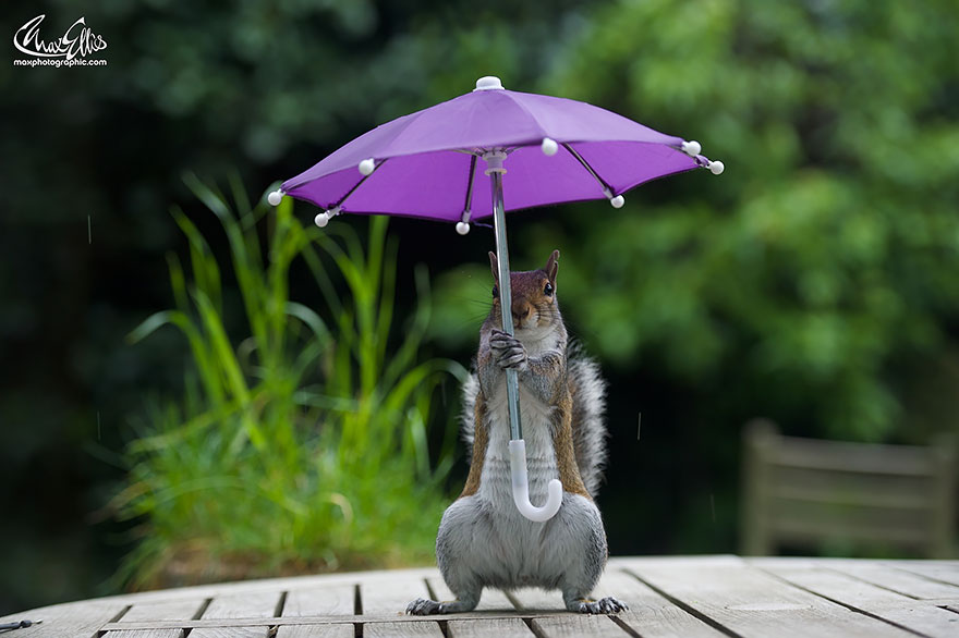 Photographer Gives Squirrel A Tiny Umbrella To Protect Itself From Rain