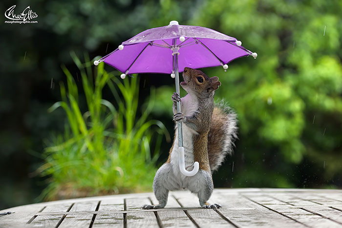 Photographer Gives Squirrel A Tiny Umbrella To Protect Itself From Rain