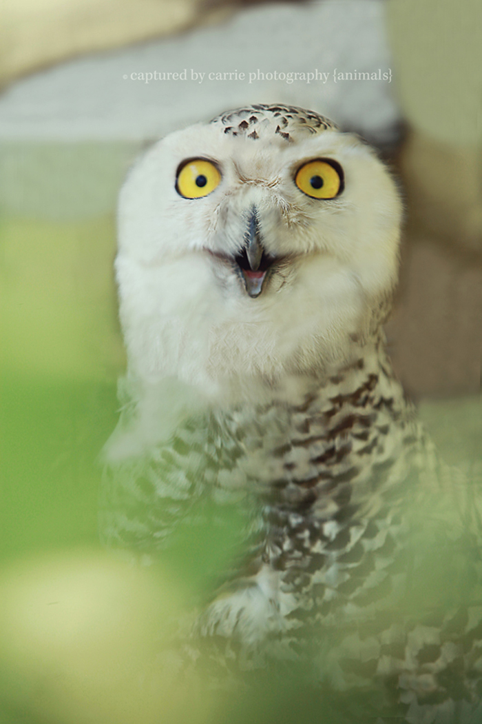 "whoooo Are Youuuuu?!" | Photo By: Http://www.facebook.com/capturedbycarriephotography