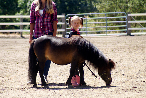 Mini Horse In The Ring