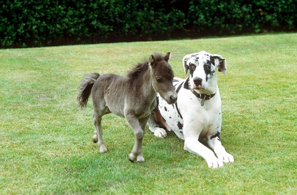 Mini Horse With Dog