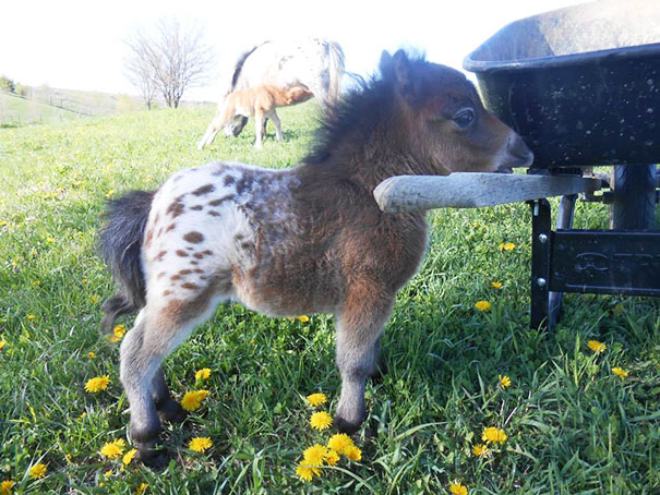 Oh. My. God. It's A Baby, Appaloosa, Mini Horse