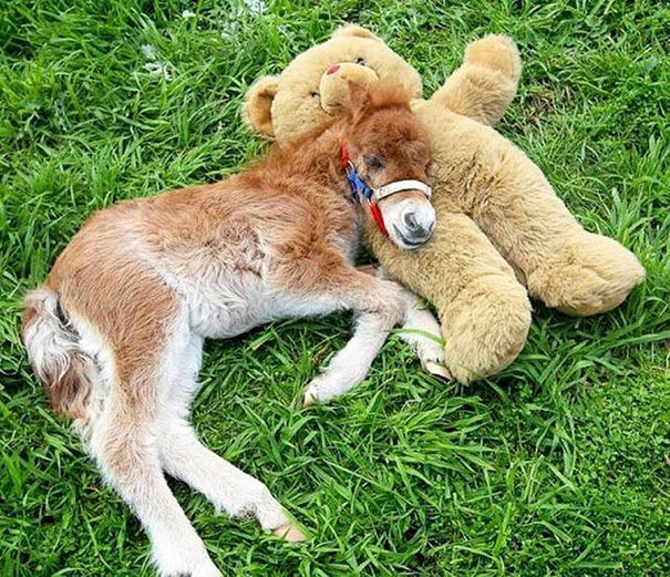 Little Horse With Teddy Bear