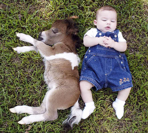 Mini Horse With A Baby