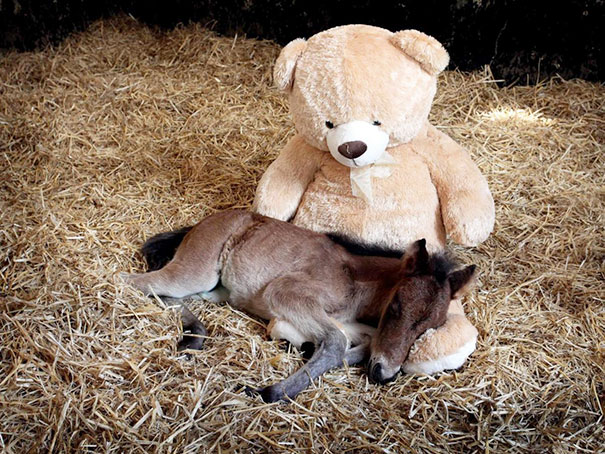 Tiny Horse Sleeps With His Teddy Bear