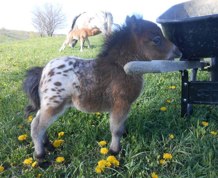 39 Incredibly Cute Mini Horses